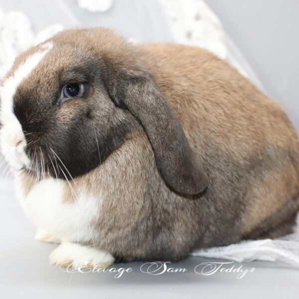 Née 2019 chamois vienna chippie