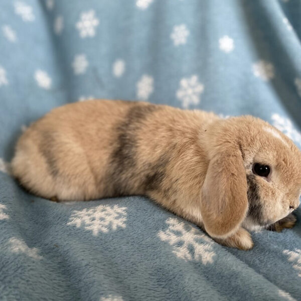 Arizona née 23 oct 22 minilop japonais