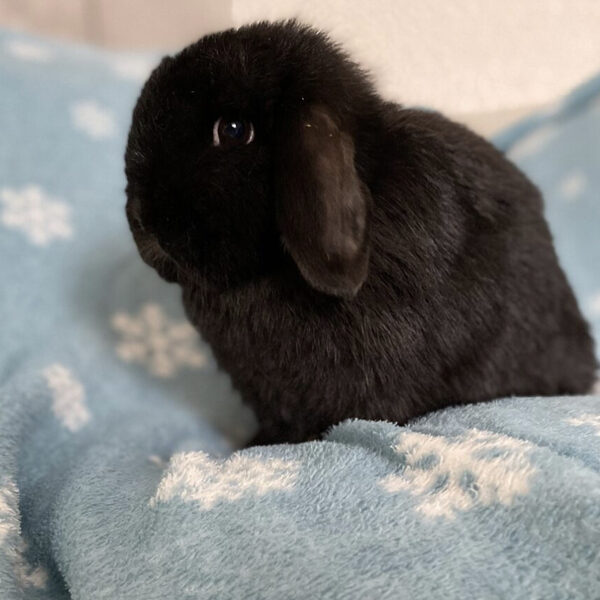 Akira née 4 oct 22 minilop noir vienna