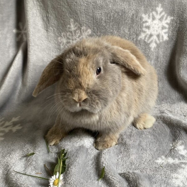 Isis japonais havane 