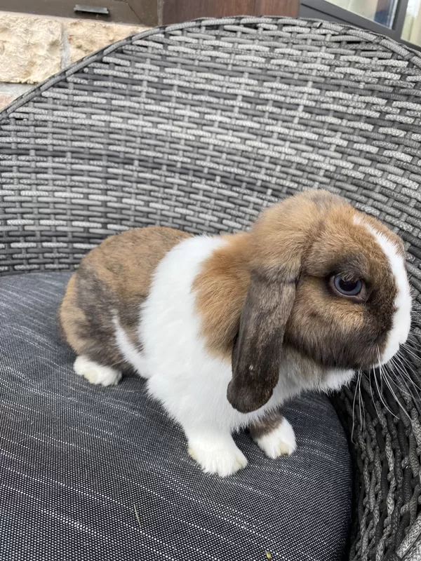 Chipie 