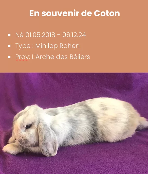 En souvenir de notre mascotte coton