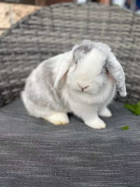 Lilou